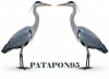 Patapon France® accompagner les victimes de VSS